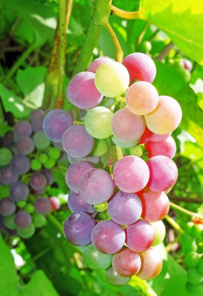 Cultivando cachos de uvas rosa varietais no jardim — Fotografia de Stock