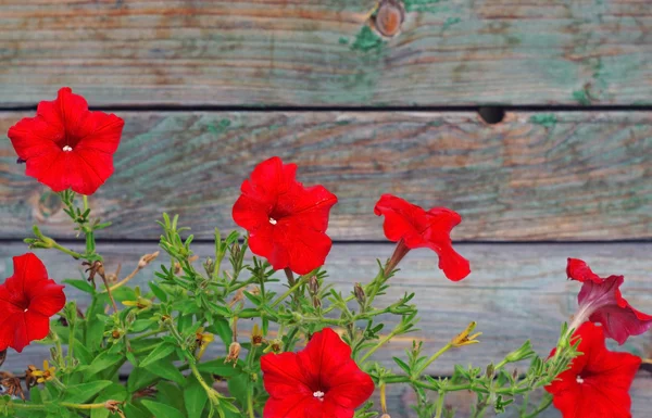 Leuchtend rote Petunien im Hintergrund unscharf — Stockfoto