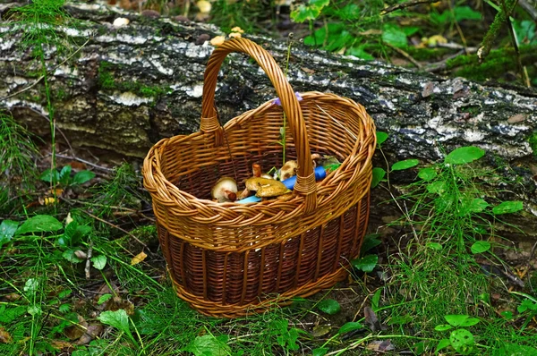 Cesta com cogumelos na floresta — Fotografia de Stock