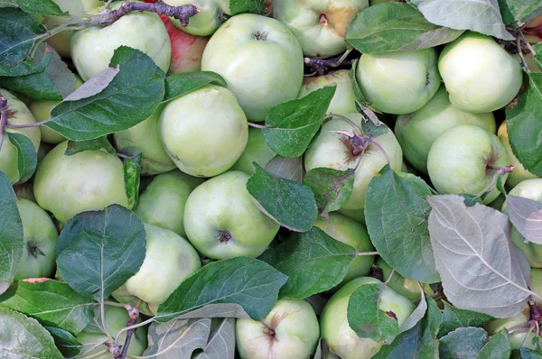 Groene appels met bladeren als achtergrond — Stockfoto