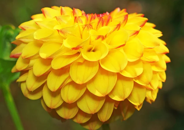 Dahlia jaune en forme de cœur — Photo