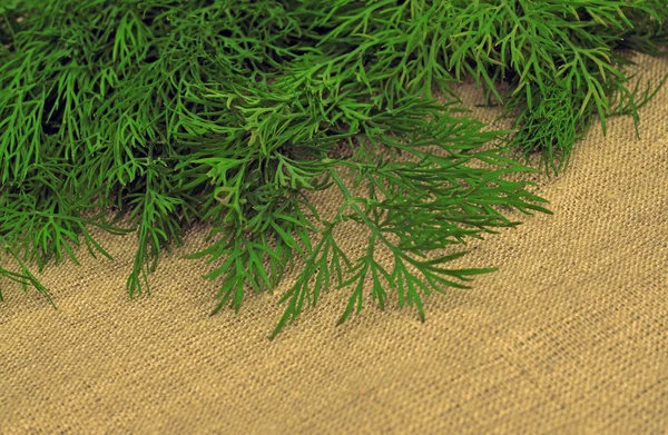 Green dill on the rough fabric as the background — Stock Photo, Image
