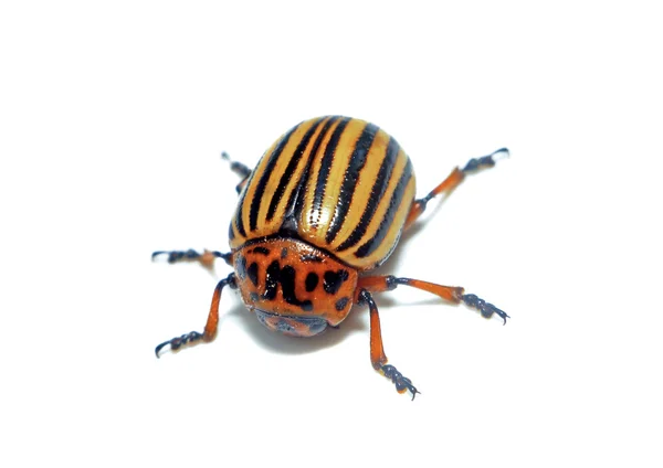 Colorado beetle closeup izolované — Stock fotografie