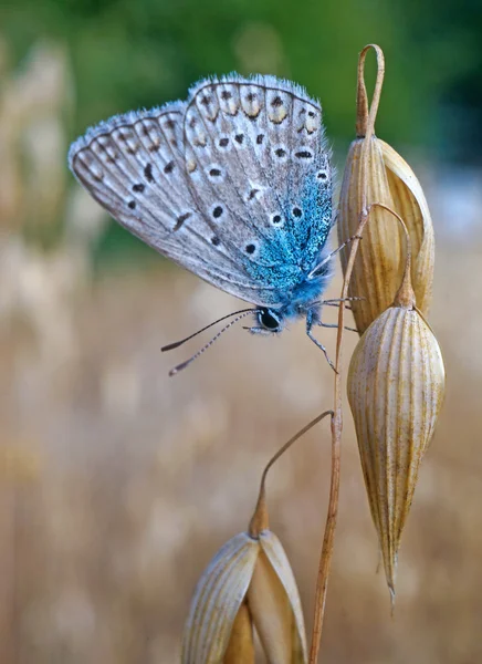 Azul borboleta na aveia madura — Fotografia de Stock