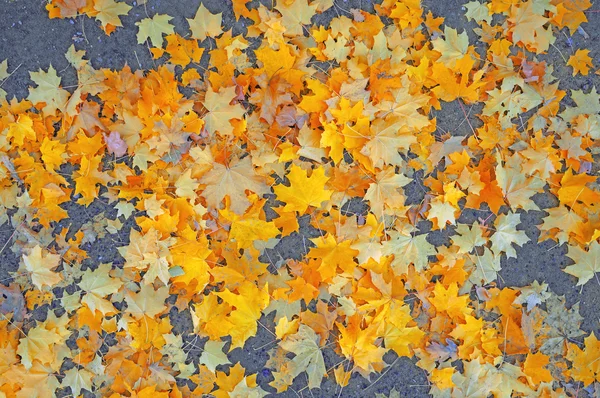 Folhas de bordo vermelho-dourado no asfalto cinza como fundo — Fotografia de Stock
