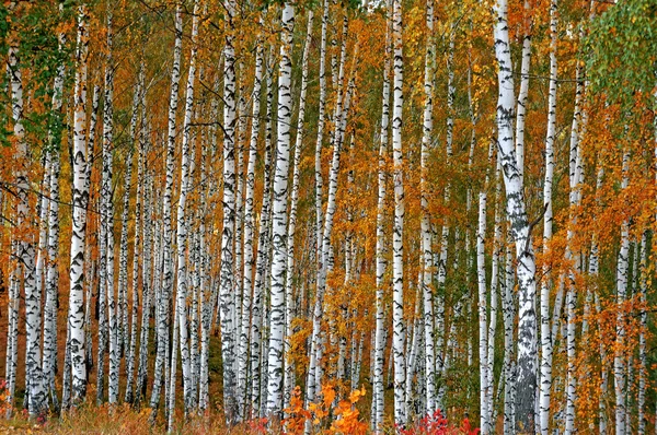 Herfst berk grove als achtergrond Stockfoto