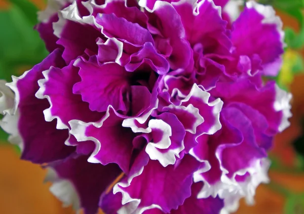 Terry Petunia's bloem met paarse bloemblaadjes met witte rand Stockfoto
