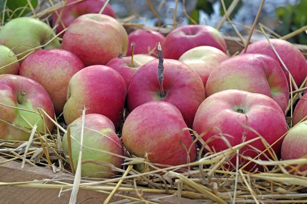 Äpfel in Großaufnahme auf Stroh — Stockfoto