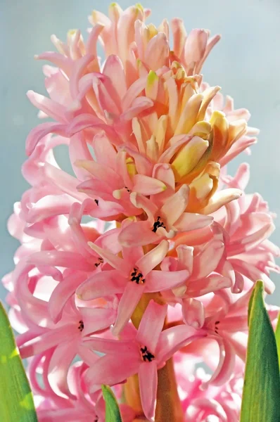 Bloeiende roze hyacinten close-up Stockfoto