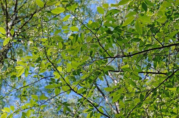 Pájaro flores de cerezo con follaje fresco en mayo contra el azul —  Fotos de Stock