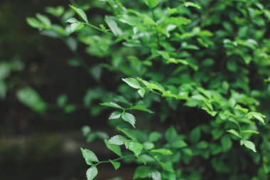 Yeşil yaprak doğa arka plan kavramı