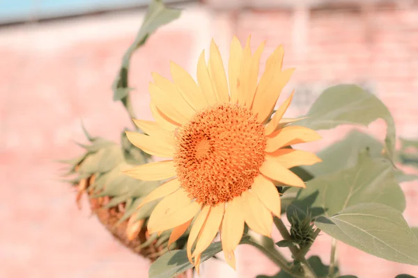 Primer Plano Flor Del Sol —  Fotos de Stock