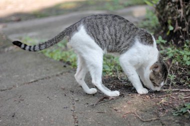 Yerdeki kedi kakası.