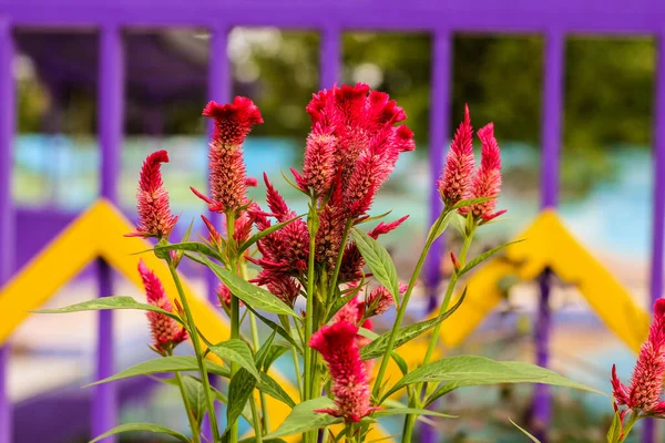 The red flower spring garden