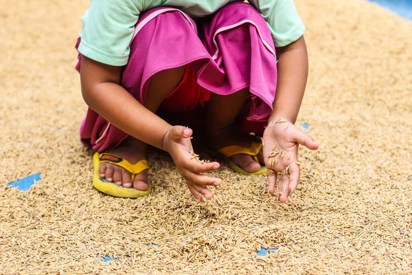 Little Girl Hand Holding Golden Paddy Seed — Stock Photo, Image