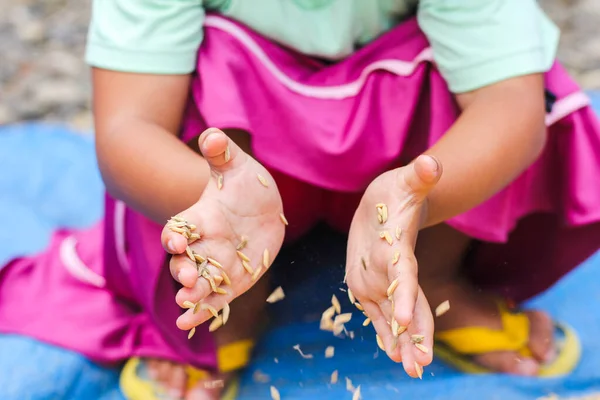 Little Girl Hand Holding Golden Paddy Seed — Stock Photo, Image