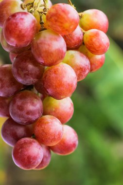 Ahşap arka planda üzümler