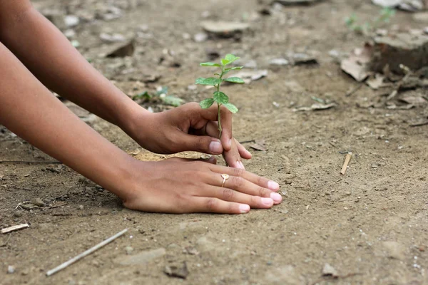 Yeşil Ağaçlı Çocuk Eli Doğa Koruma Konsepti — Stok fotoğraf