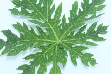 Beyaz arkaplanda Papaya yaprağı izole