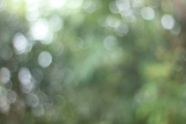 Yeşil doğa mavi ya da odaklanmış arkaplan 