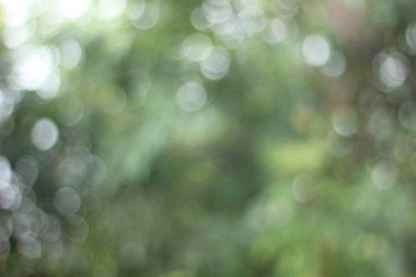 Yeşil doğa mavi ya da odaklanmış arkaplan 