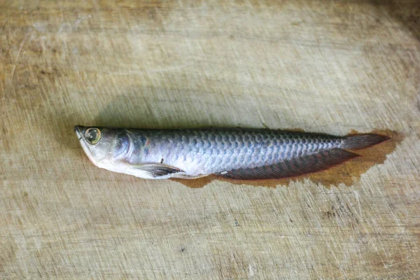 Arowana Balığı Öldü Akvaryumdan Atla — Stok fotoğraf