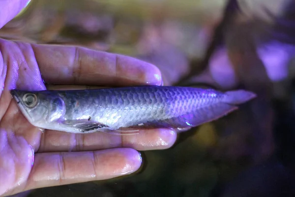 Arowana Ryba Została Zdechła Skok Akwarium — Zdjęcie stockowe