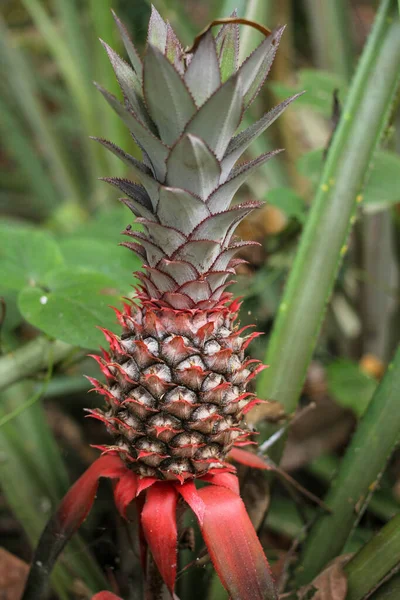 Fresco Joven Piña Fruta Tropical Que Crece Jardín —  Fotos de Stock