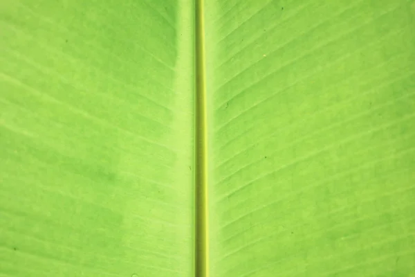 Texture Verte Des Feuilles Banane Tropicale — Photo