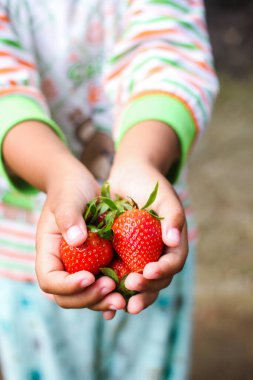Küçük kız elinde çilek meyvesi tutuyor.