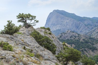 bir Dağı'nda yüksek çam