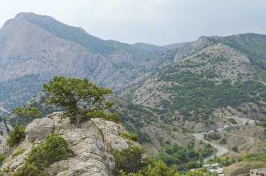 bir Dağı'nda yüksek çam