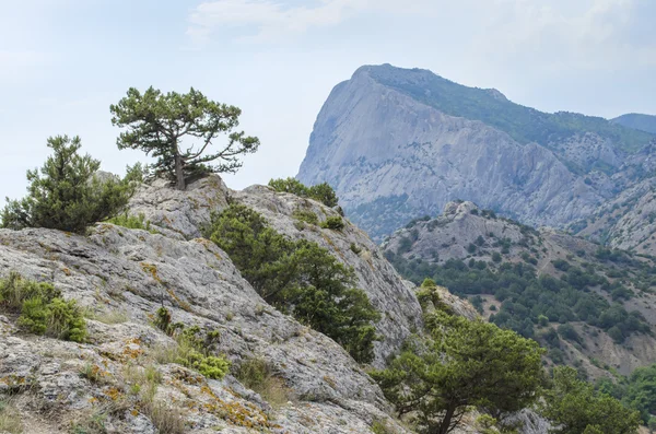 bir Dağı'nda yüksek çam