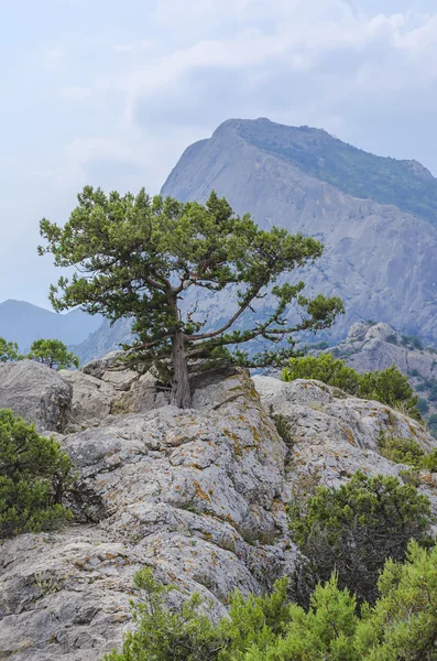 bir Dağı'nda yüksek çam
