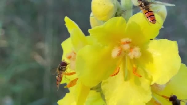 Пчелы Опыляют Цветы Желтый Цветок Муравьем Пчелы Сидят Цветке Опыление — стоковое видео