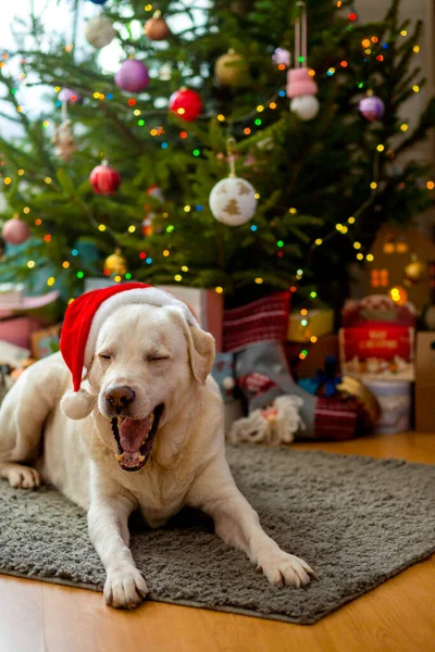 Labrador Kapeluszu Noworocznym Pod Drzewem Labrador Nowy Rok Pies Darami — Zdjęcie stockowe