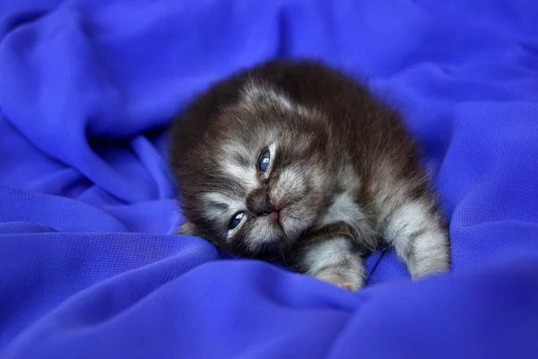 Kedi yavrusu kulaklı 3 haftalık