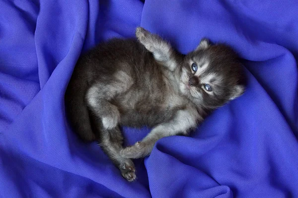 Kedi yavrusu kulaklı 3 haftalık