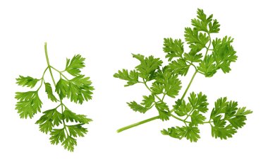 chervil leaves on a whtite background  clipart