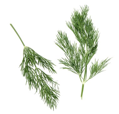 beyaz zemin üzerine dereotu dalları