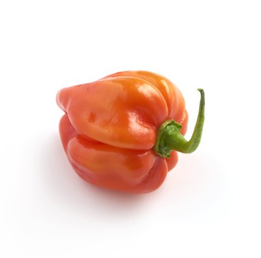 round red habanero pepper on a white background with a soft shad clipart