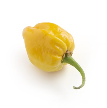 round yellow habanero pepper on a white background with a soft s clipart
