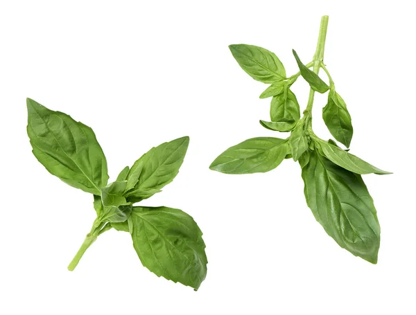 Yeşil fesleğen yaprakları üzerinde beyaz bir arka plan olmadan herhangi bir gölge izole iki çift. 