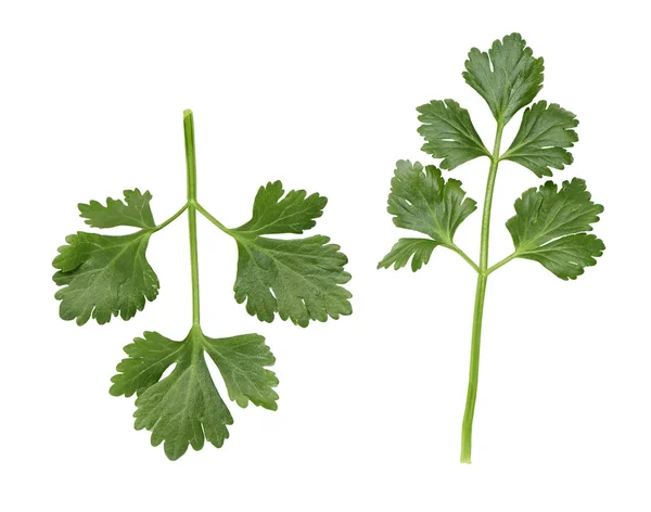 Celery leaves on a white background — Stock Photo, Image