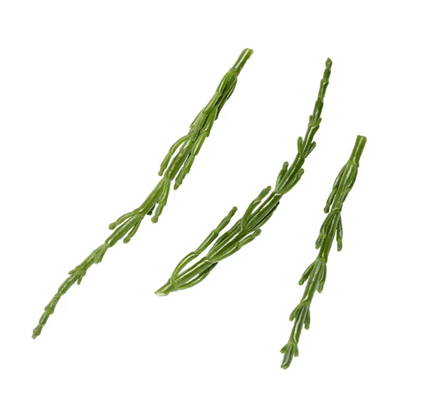 Samphire ágak, fehér alapon — Stock Fotó