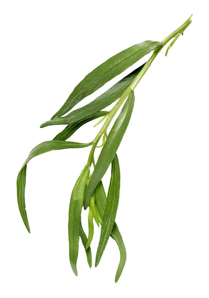  Beyaz bir arka plan üzerinde evde yetiştirilen tarhun