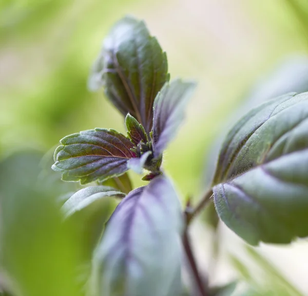 Basilikumpflanze mit grünen Blättern und violetten Akzenten. lizenzfreie Stockfotos