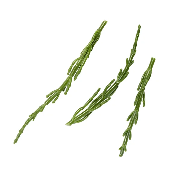 Samphir-Zweige auf weißem Hintergrund Stockbild