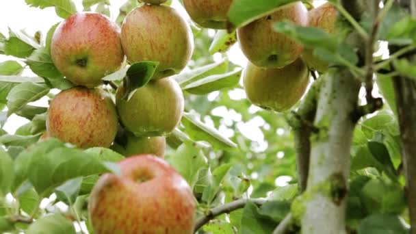 Huerto de manzana — Vídeos de Stock