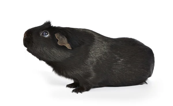 Cavia nera che annusa — Foto Stock